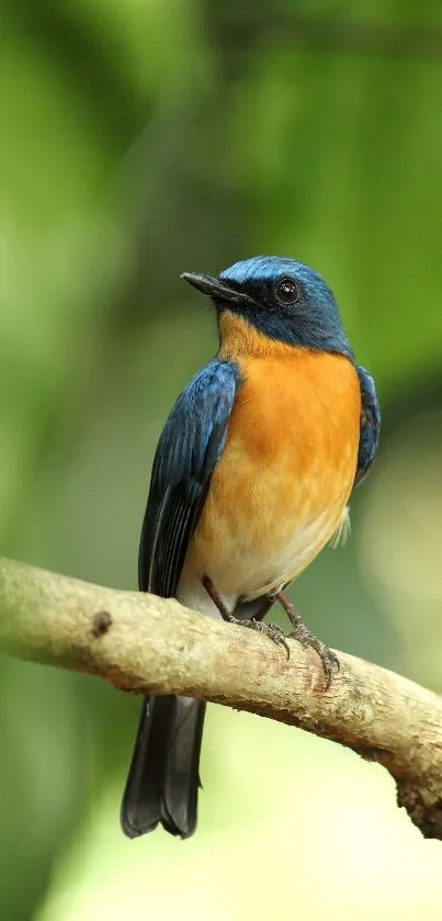 Bright blue and orange bird perched on a branch with blurred green background.