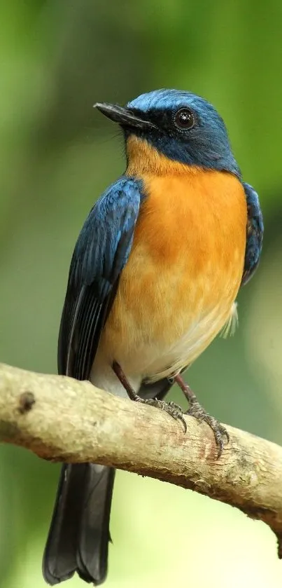 Blue and orange bird on a branch with lush green background.