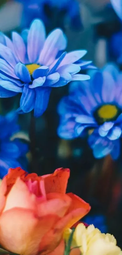 Vibrant blue daisies with a pink rose floral wallpaper.