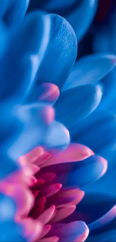 Close-up of vibrant blue and pink flower petals, creating a stunning visual display.