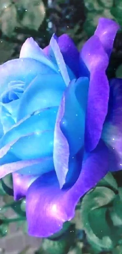 Vibrant blue and purple rose mobile wallpaper.