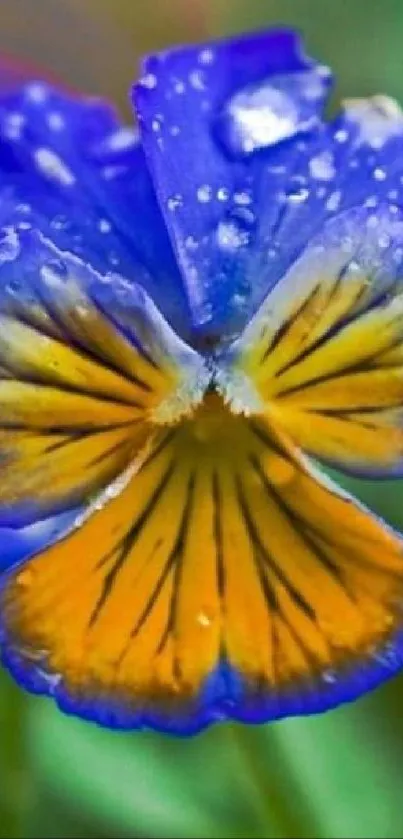 Vibrant blue and yellow flower with dew drops close-up.