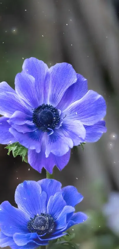 Vibrant blue anemone flowers with detailed petals against a natural background.