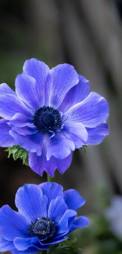 Vibrant blue anemone flowers in focus with a blurred background.