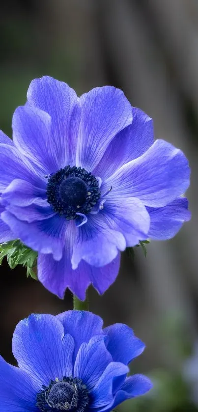 Beautiful blue anemone flower on a mobile wallpaper perfect for nature enthusiasts.