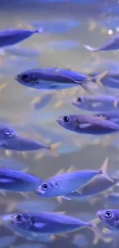 A stunning display of vibrant blue fish swimming peacefully in an aquarium.