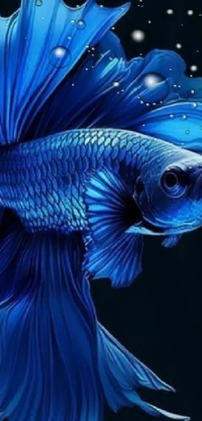 Image of a vibrant blue Betta fish with flowing fins on a dark background.