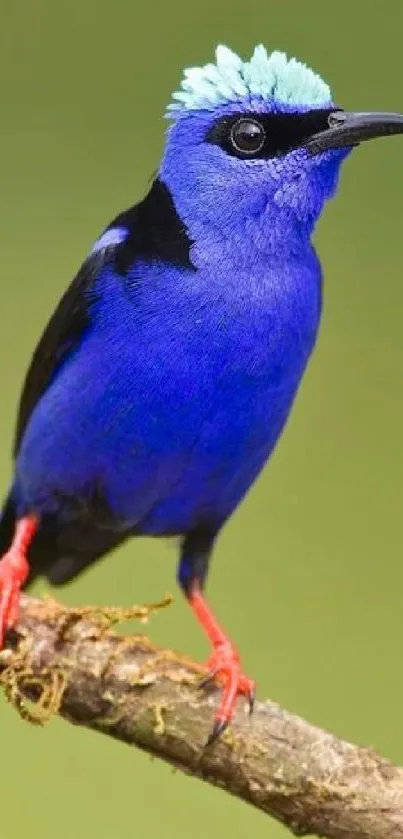 Bright blue bird perched on a branch against green background.