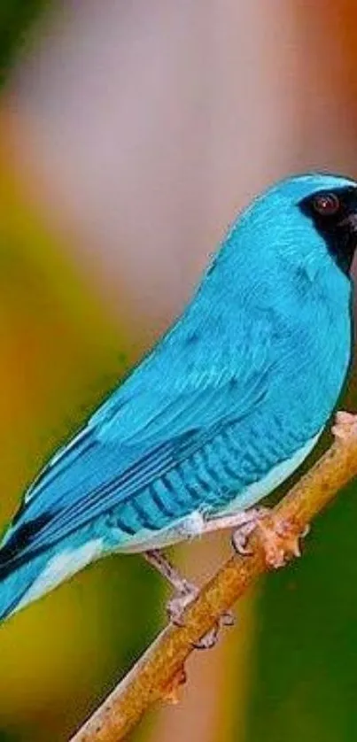 Vibrant blue tropical bird perched on a branch.