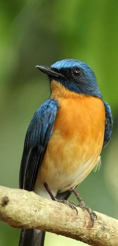 A vibrant blue bird perched on a branch with green background.