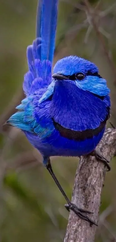 Vivid blue bird perched on a tree branch against a natural background.