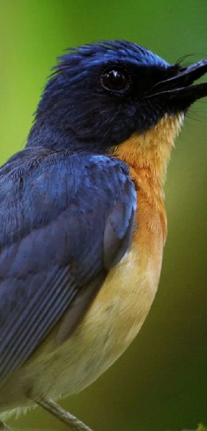 Vibrant blue bird perched elegantly for mobile wallpaper.