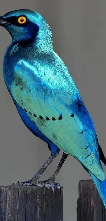 Vibrant blue bird perched on a post with gray background.