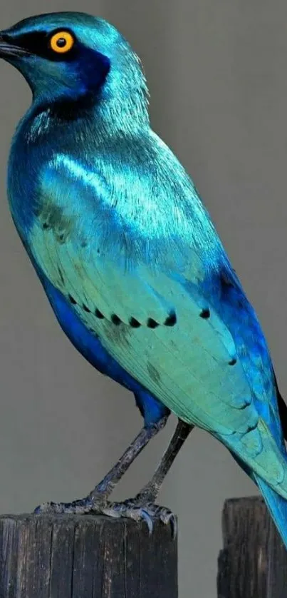 Vibrant teal blue bird perched on a stump.