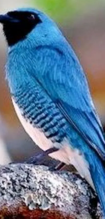 Vibrant blue bird with intricate feathers perched on a branch.