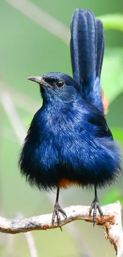 Elegant blue bird perched on a branch with a soft green background.