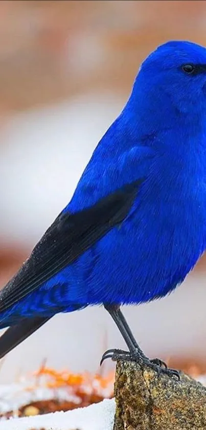 Vibrant blue bird perched on a rock, set against a blurred natural background.