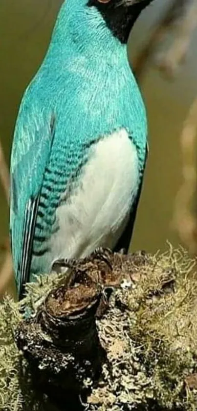 Vibrant cyan-blue bird on a branch in nature.