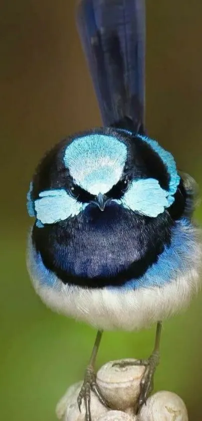 Blue bird with vibrant feathers perched on a branch.