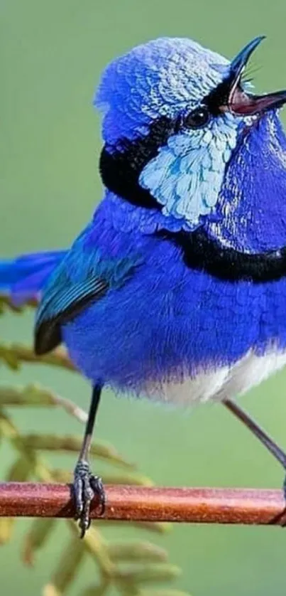 Vibrant blue bird perched on a branch.