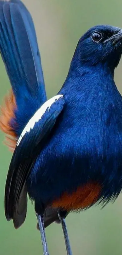 Vibrant blue bird with orange feathers mobile wallpaper.