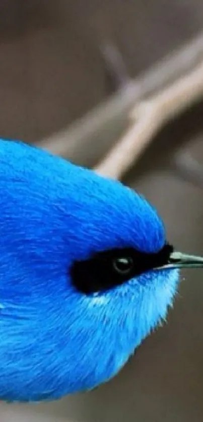 Close-up of a vibrant blue bird perched on a branch in nature.