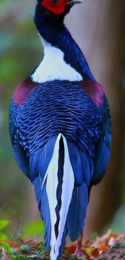 Majestic blue and red bird in forest setting, vivid mobile wallpaper.