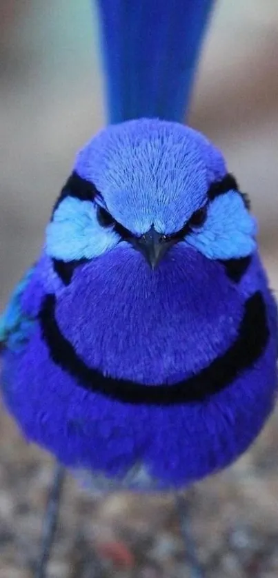 Vibrant blue bird with detailed feathers on a natural background.