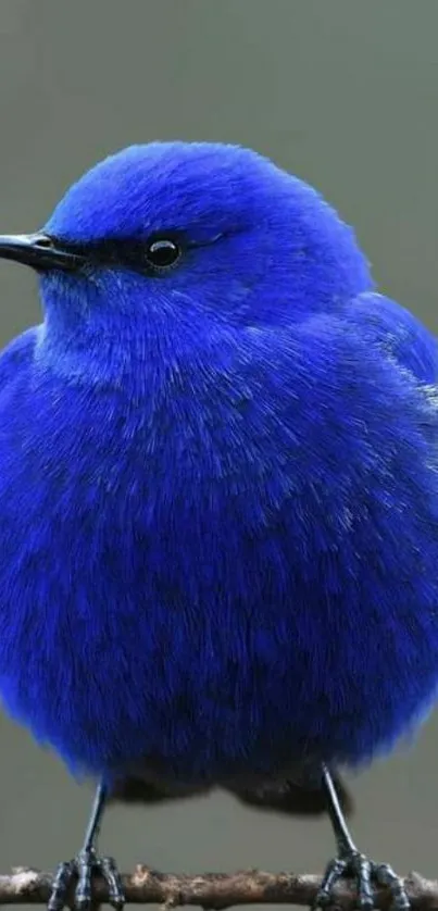 A vibrant cobalt blue bird perched on a branch against a soft background.