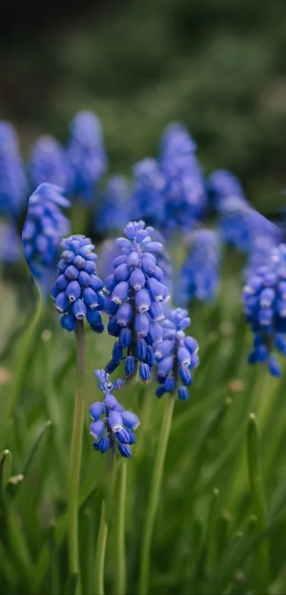 Close-up of vibrant blue flowers with green stems.