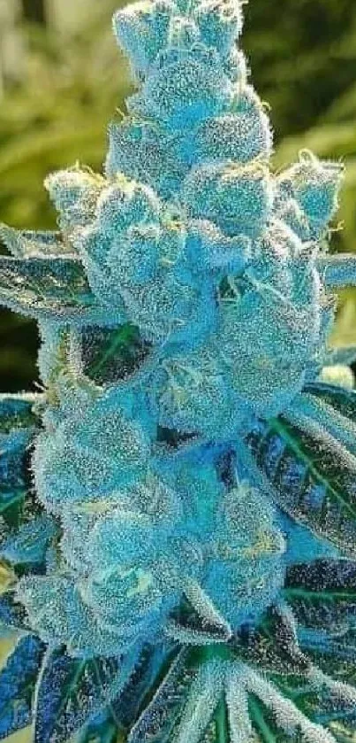 Blue-hued bud with leaves on a vibrant mobile wallpaper.