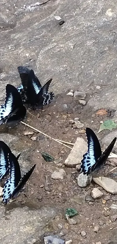 Cluster of blue butterflies resting on a rocky surface.