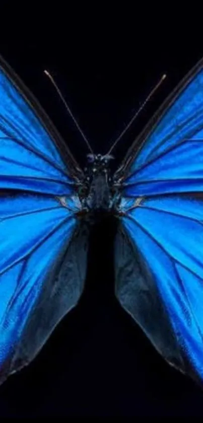 Blue butterfly with vibrant wings on dark background wallpaper.