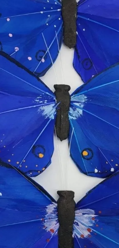 Three vibrant blue butterflies on display.