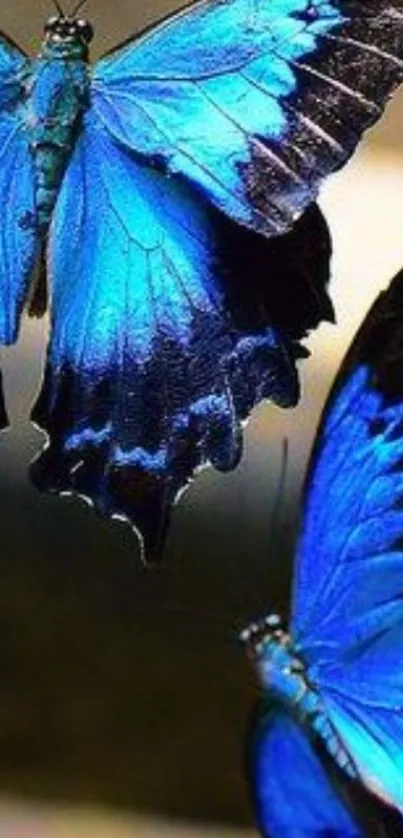 Vibrant blue butterflies in close-up view with intricate wing details.