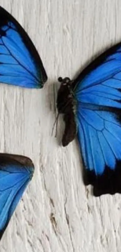 Beautiful blue butterflies on textured wood background wallpaper.