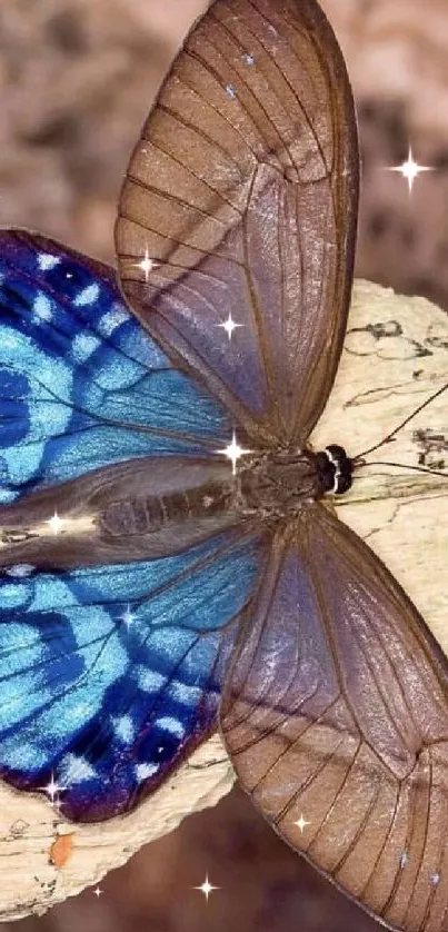 Vibrant blue butterfly resting on a textured background.