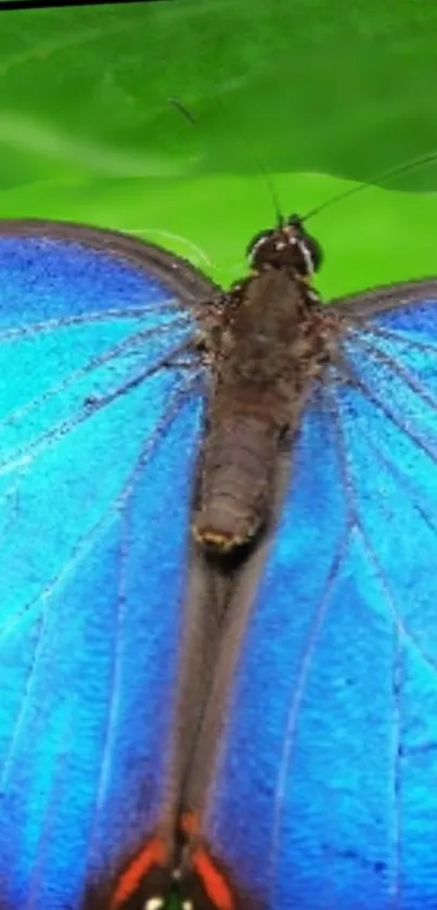 Blue butterfly on green background mobile wallpaper.