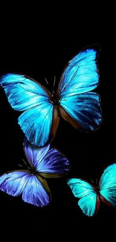 Elegant blue butterflies on a black background, perfect for mobile wallpaper.