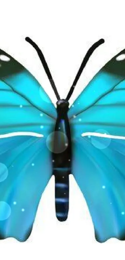 Vibrant blue butterfly on white background wallpaper.