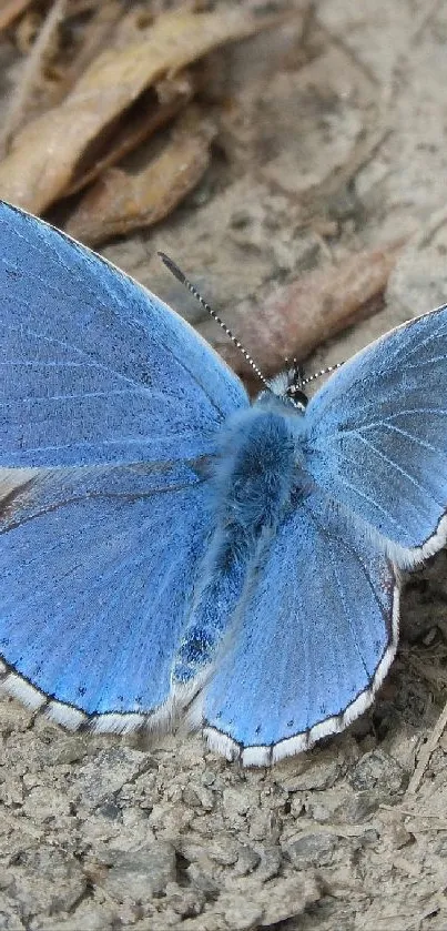 A vivid blue butterfly perched on rough ground, highlighting detailed wings.