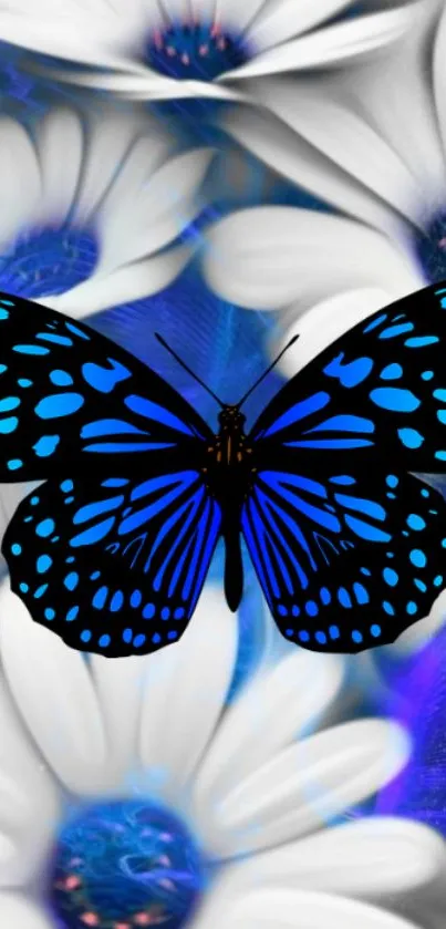 Vibrant blue butterfly on white flowers wallpaper.