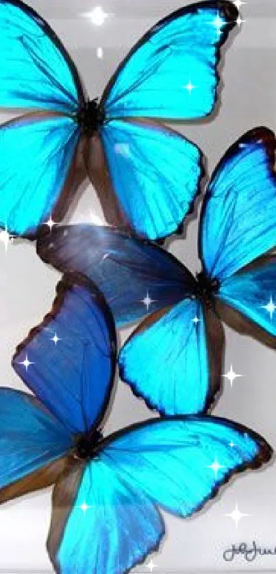 Vibrant blue butterflies arranged elegantly in a display case.