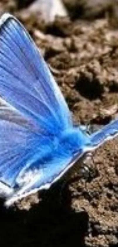 Vibrant blue butterfly on earthy ground wallpaper.