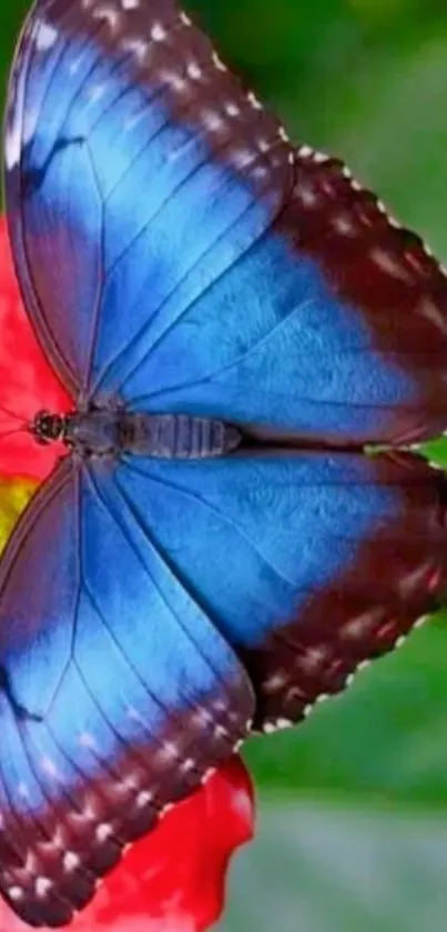 A vibrant blue butterfly resting on a red flower, creating a colorful contrast.