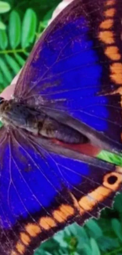 Vibrant blue butterfly with orange accents on greenery.