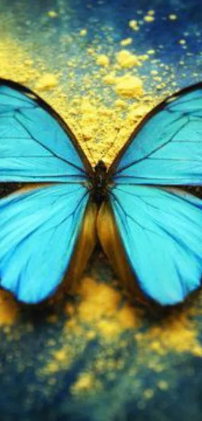 Blue butterfly on a yellow and blue background, showcasing vibrant colors.