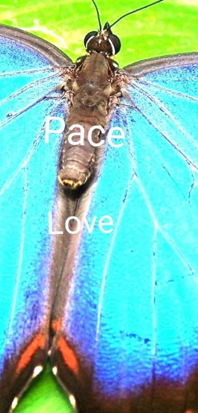 Close-up of a vibrant blue butterfly on a green leaf showcasing 'Peace Love' text.