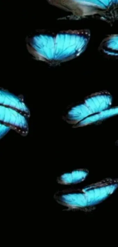 Vibrant blue butterflies on a dark background wallpaper.