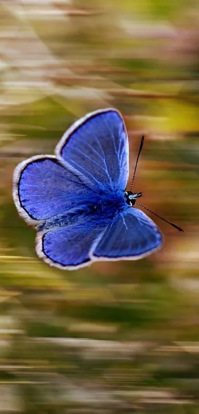 A blue butterfly gracefully flying against a blurred natural background.